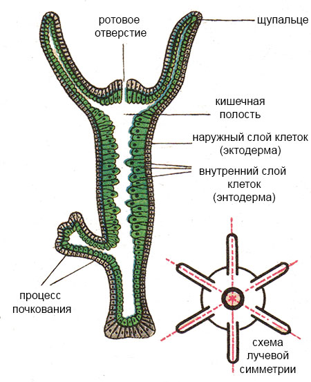 Сайт kraken whitenet