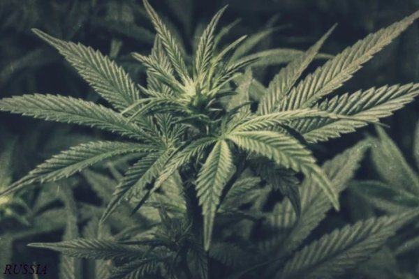 Каталог сайтов супернет